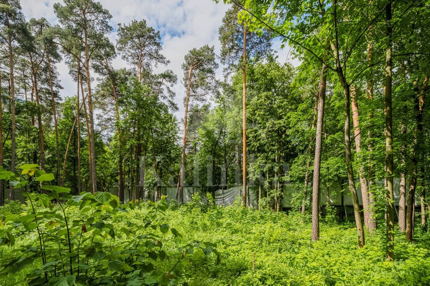 Участок 114 сот. — Серебряный Бор, фотография 1