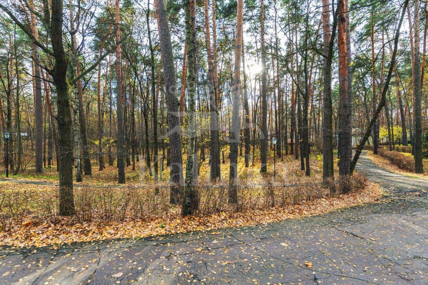 Участок 38 сот. — Серебряный Бор, фотография 4